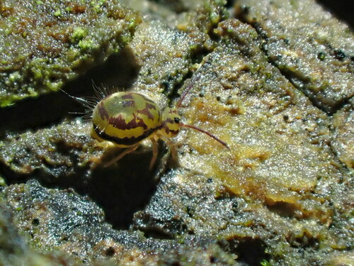 Dicyrtomina dorsolineata