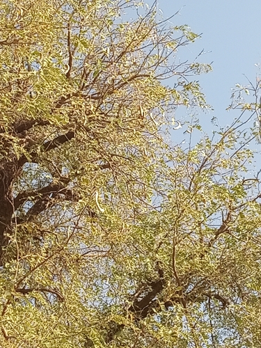 Tamarind