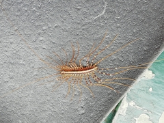 Scutigeromorpha
