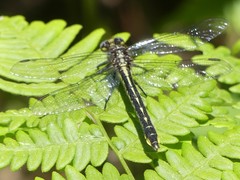 Phanogomphus borealis
