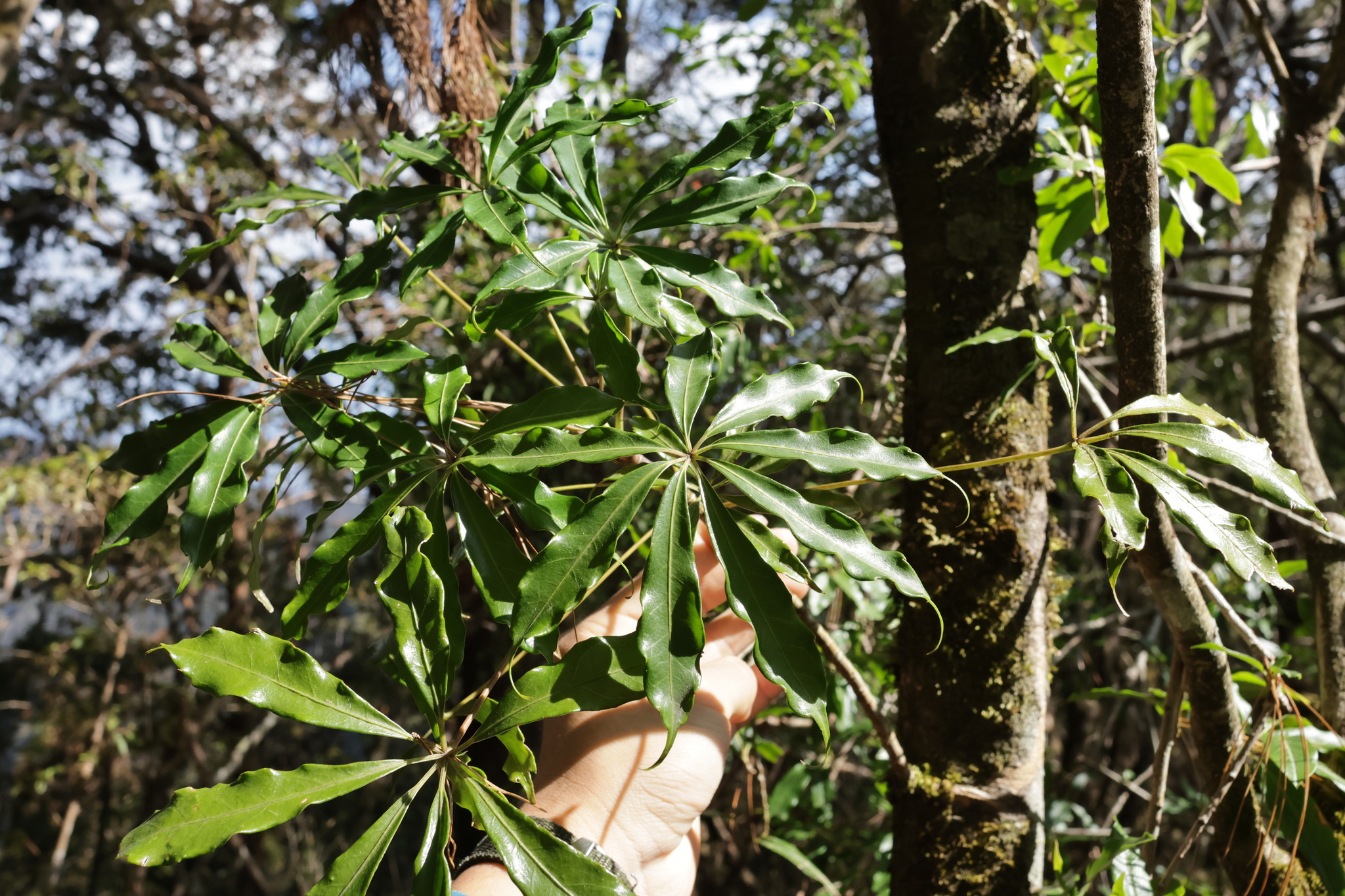 Taiwan Umbrella Tree (Heptapleurum taiwanianum)