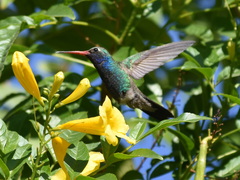 Cynanthus latirostris