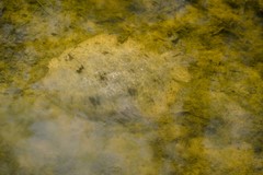 Common Freshwater Sole photo 3