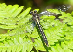 Phanogomphus borealis