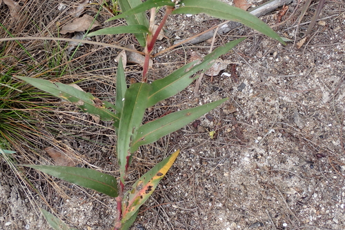 Persicaria madagascariensis, photograph 5