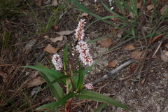 Persicaria madagascariensis, photograph (c) Karen Eichholz, some rights reserved (CC BY)