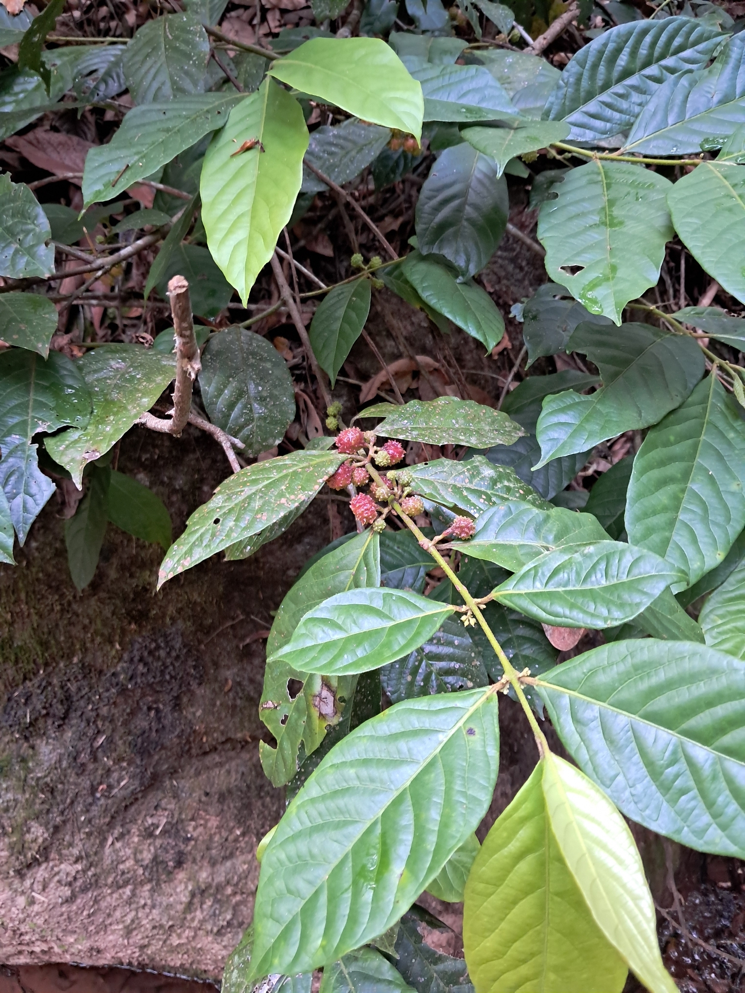 Siparuna bifida