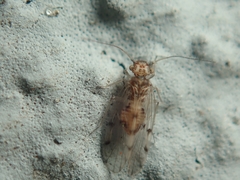 Ectopsocus briggsi
