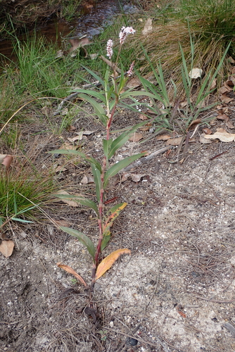 Persicaria madagascariensis, photograph 6