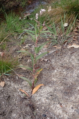 Persicaria madagascariensis, photograph (c) Karen Eichholz, some rights reserved (CC BY)