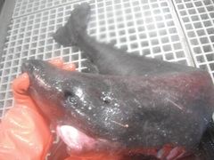 Somniosidae