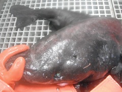 Somniosidae