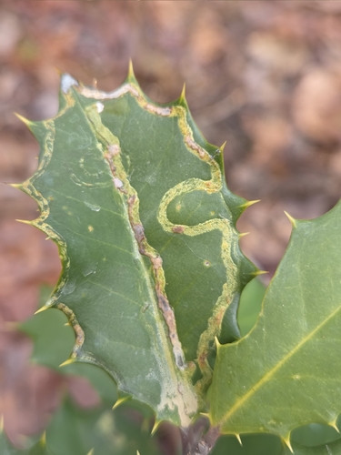 Unknown species found near Glassboro, NJ, USA