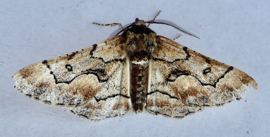 Phaeoura aetha