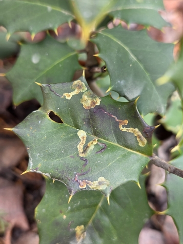 Unknown species found near Glassboro, NJ, USA
