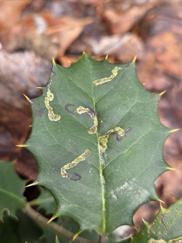 Unknown species found near Glassboro, NJ, USA