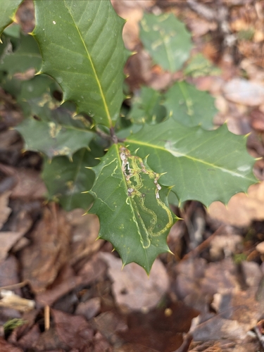 Unknown species found near Glassboro, NJ, USA