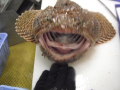 Hemitripterus bolini