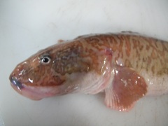 Zoarcidae