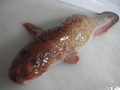 Zoarcidae