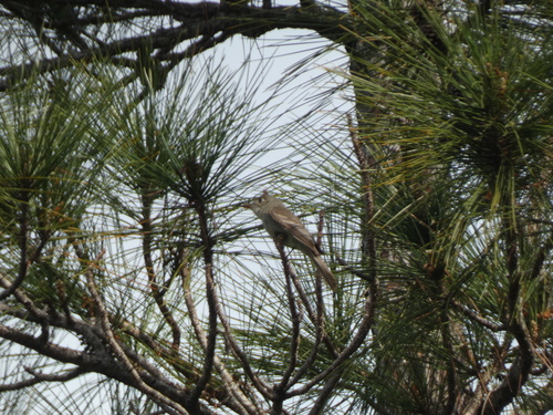 Cuban Pewee (Contopus caribaeus), photo 8
