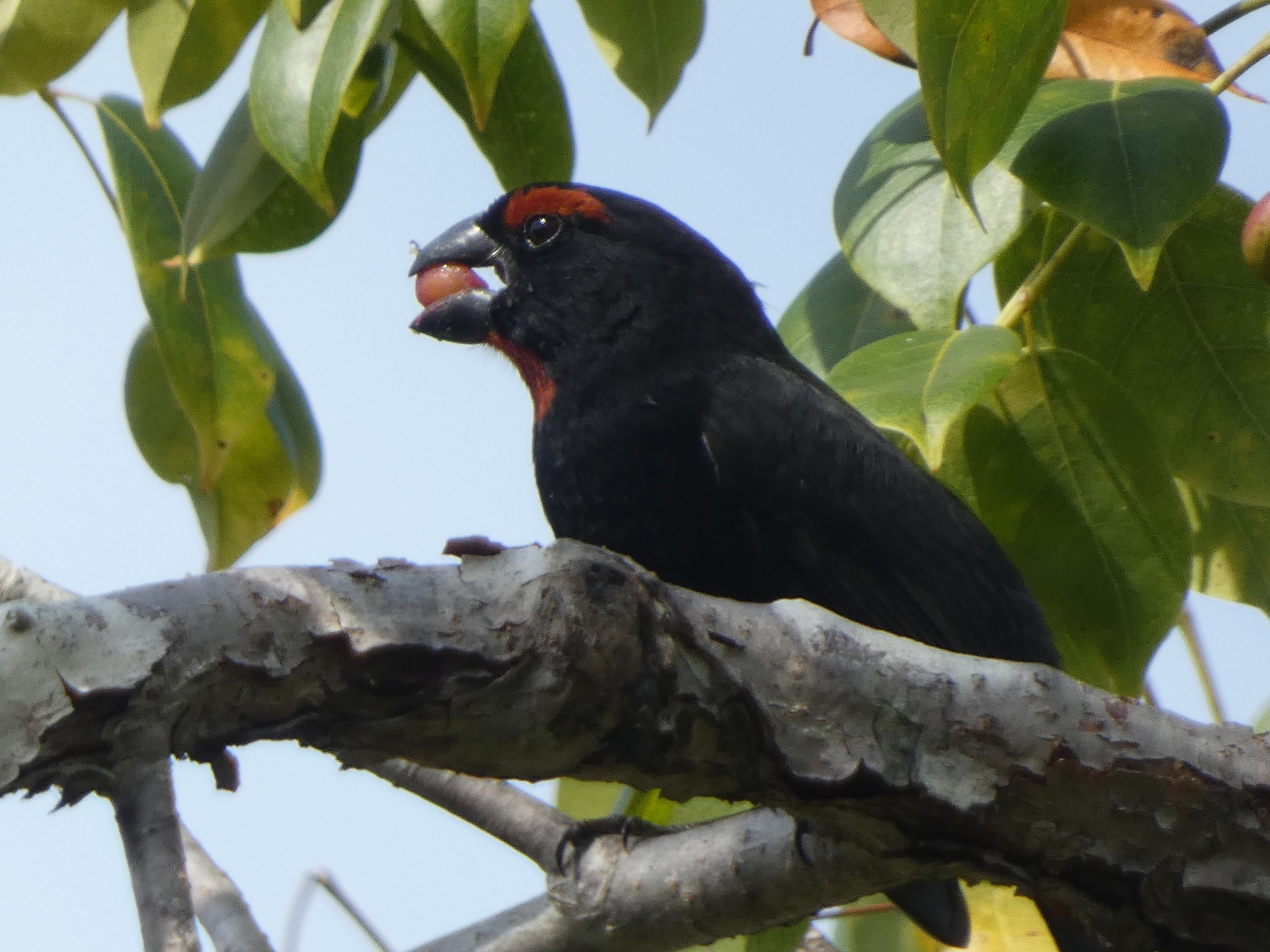 Greater Antillean Bullfinch (Melopyrrha violacea), photo 6