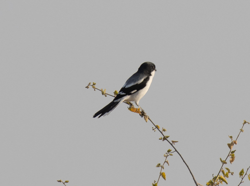 Somali Fiscal (Lanius somalicus), photo 7