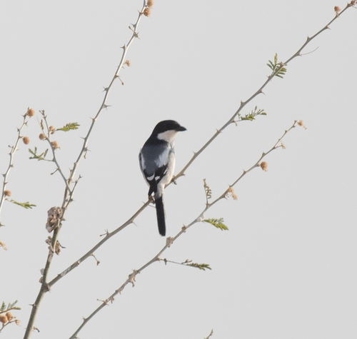Somali Fiscal (Lanius somalicus), photo 8