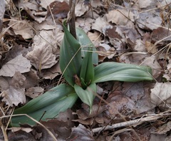 Himantoglossum caprinum