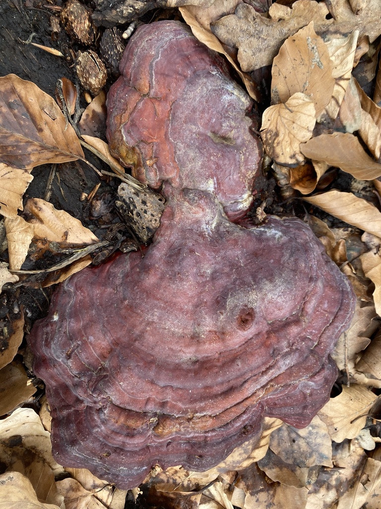 Ganoderma lucidum · February 2026 · photo: © katharinegk (iNaturalist, cc-by)