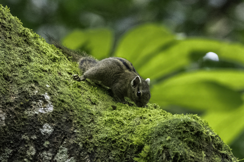 Alexander's Bush Squirrel
