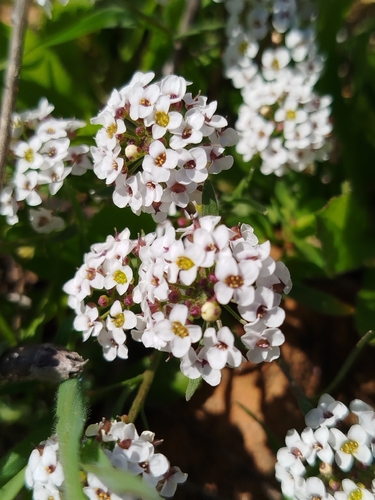 Lobularia maritima maritima