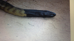 Aspidites melanocephalus