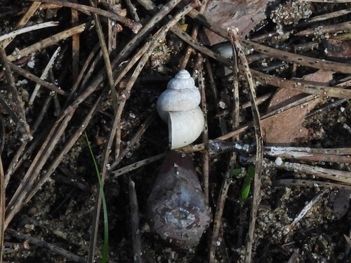 Pomatias elegans