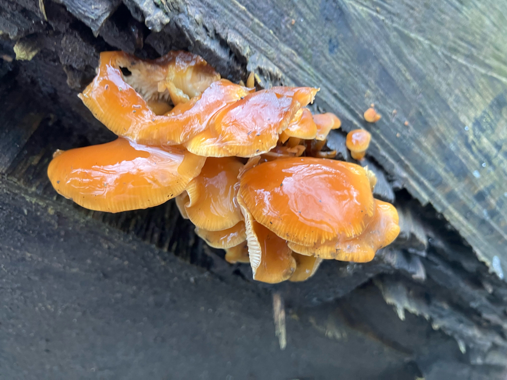 Flammulina · February 2026 · photo: © adam24061 (iNaturalist, cc-by)