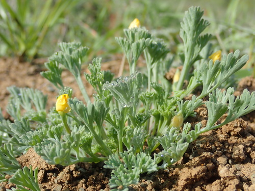 diamond-petaled California poppy (Eschscholzia rhombipetala)