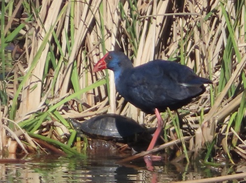 Calamón común (Porphyrio porphyrio)