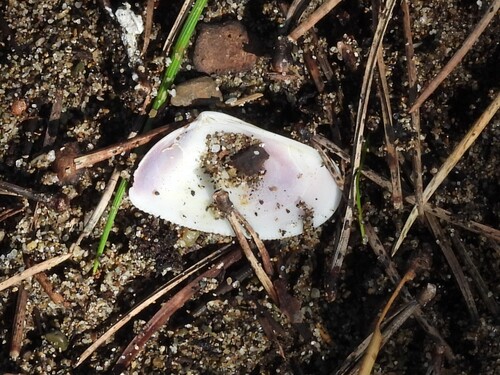 Donax trunculus
