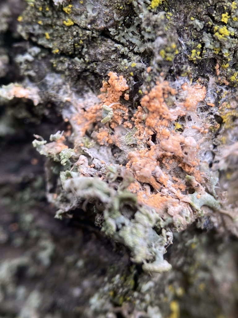 Erythricium aurantiacum · February 2026 · photo: © katharinegk (iNaturalist, cc-by)