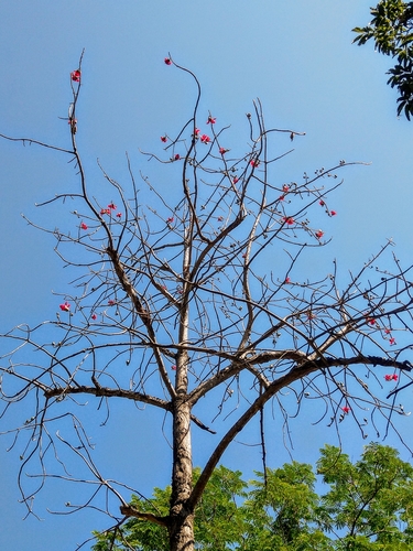 Kapok (Bombax ceiba)