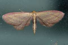 Leptostales laevitaria