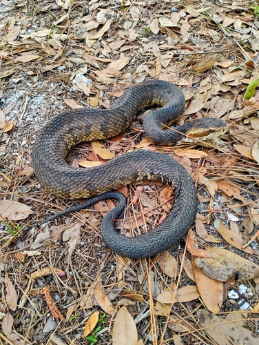 Florida Cottonmouth