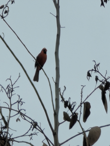 Northern Cardinal