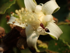 Crematogaster castanea castanea