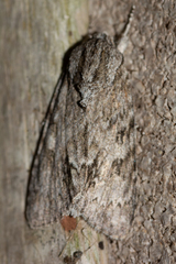 Acronicta rubricoma