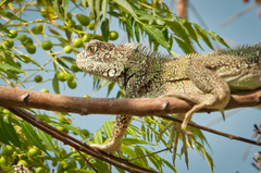 Iguana iguana