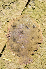 Common Freshwater Sole photo 1