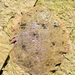 Common Freshwater Sole - Photo (c) Leandro Bareiro Guiñazú, some rights reserved (CC BY-NC), uploaded by Leandro Bareiro Guiñazú