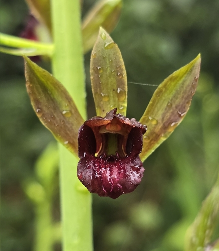 Wild Coco (Eulophia alta)