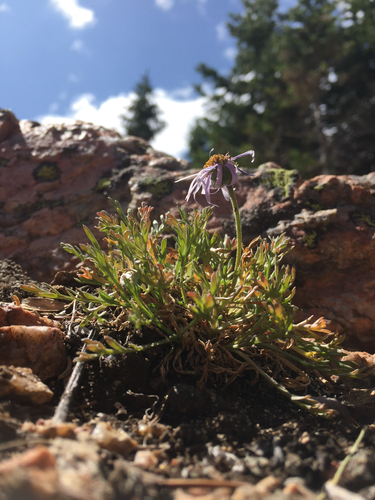 Featherleaf Fleabane (Erigeron pinnatisectus)